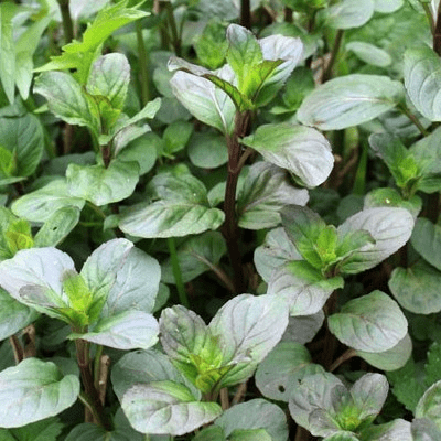 Des images de diff�rentes plantes